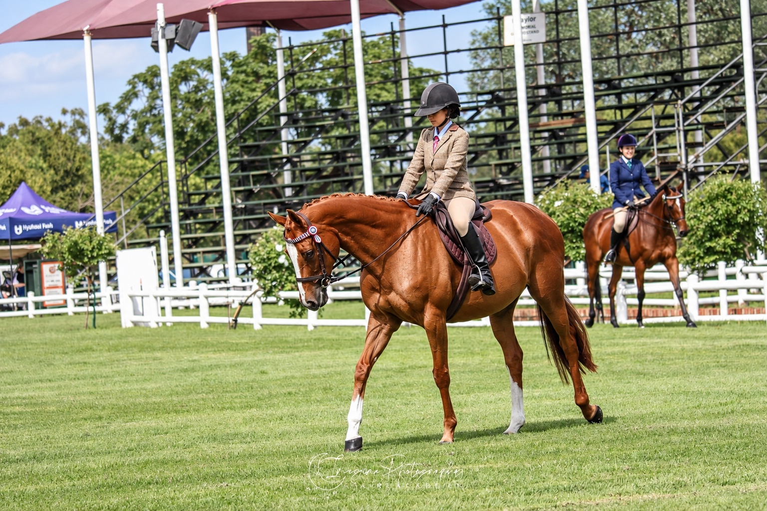 Rider on a chestnut horse in a championship arena