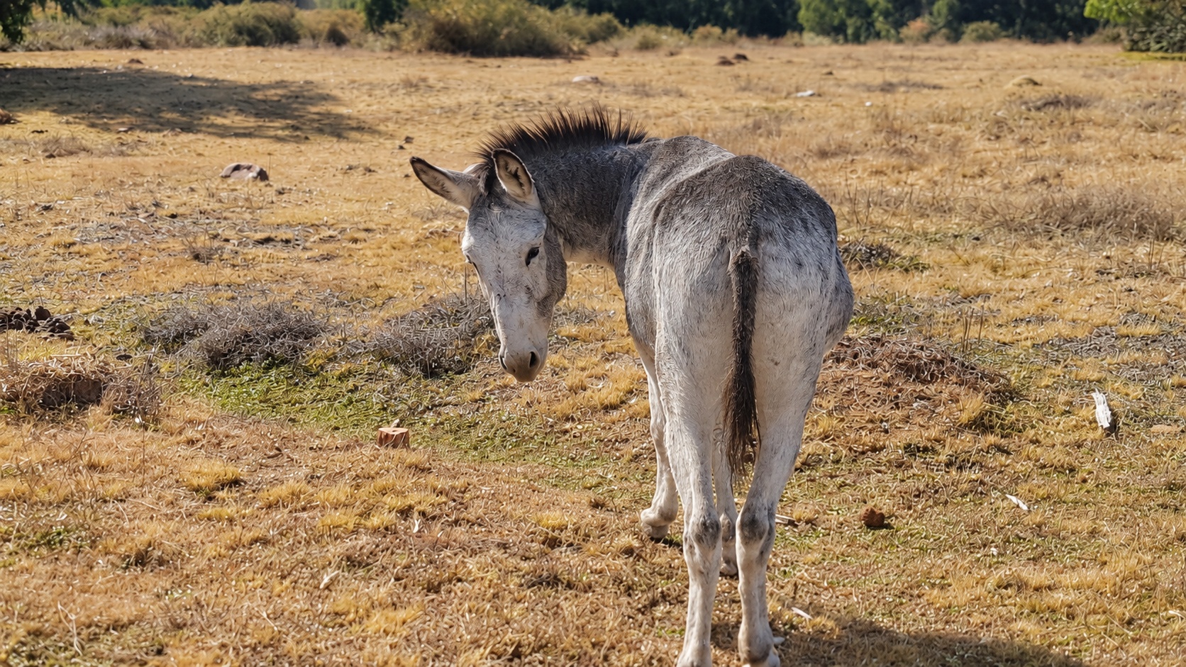 Donkey in a dry paddock