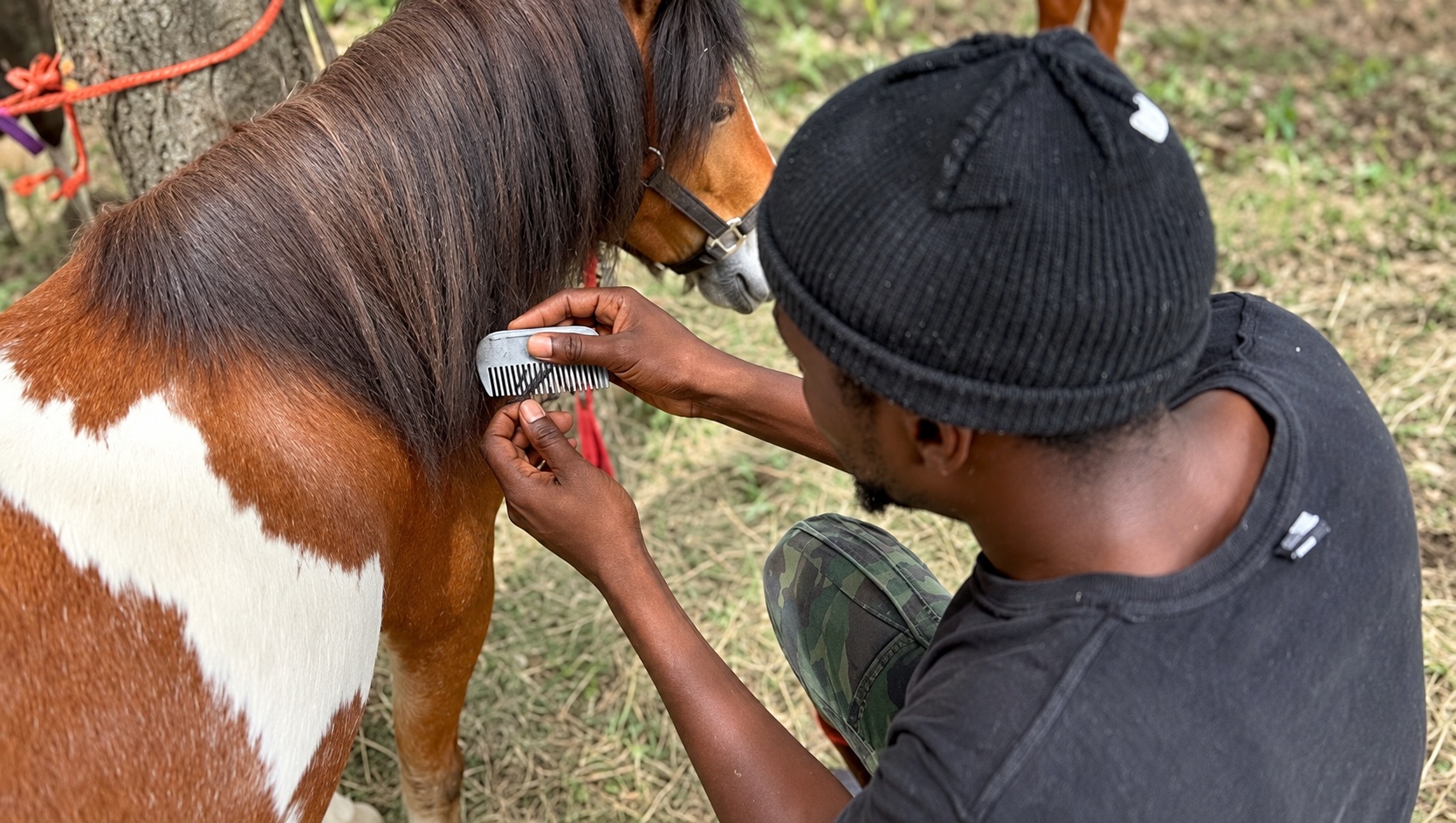 Grooming a piebald pony