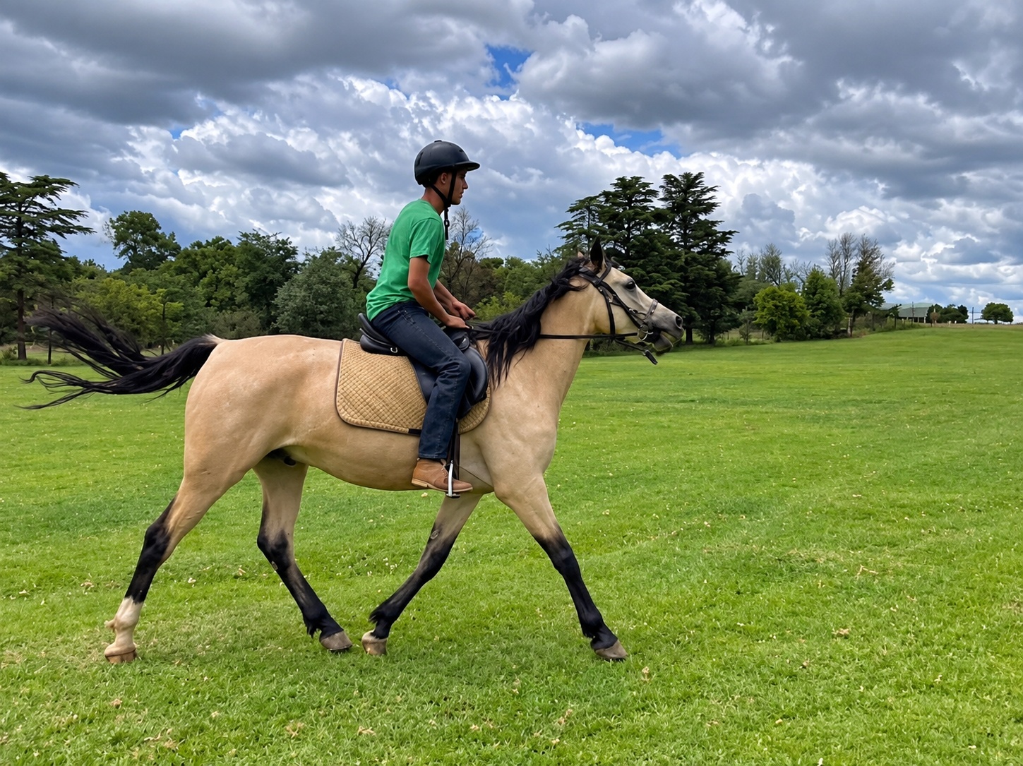 Rider hacking a dun horse on grass