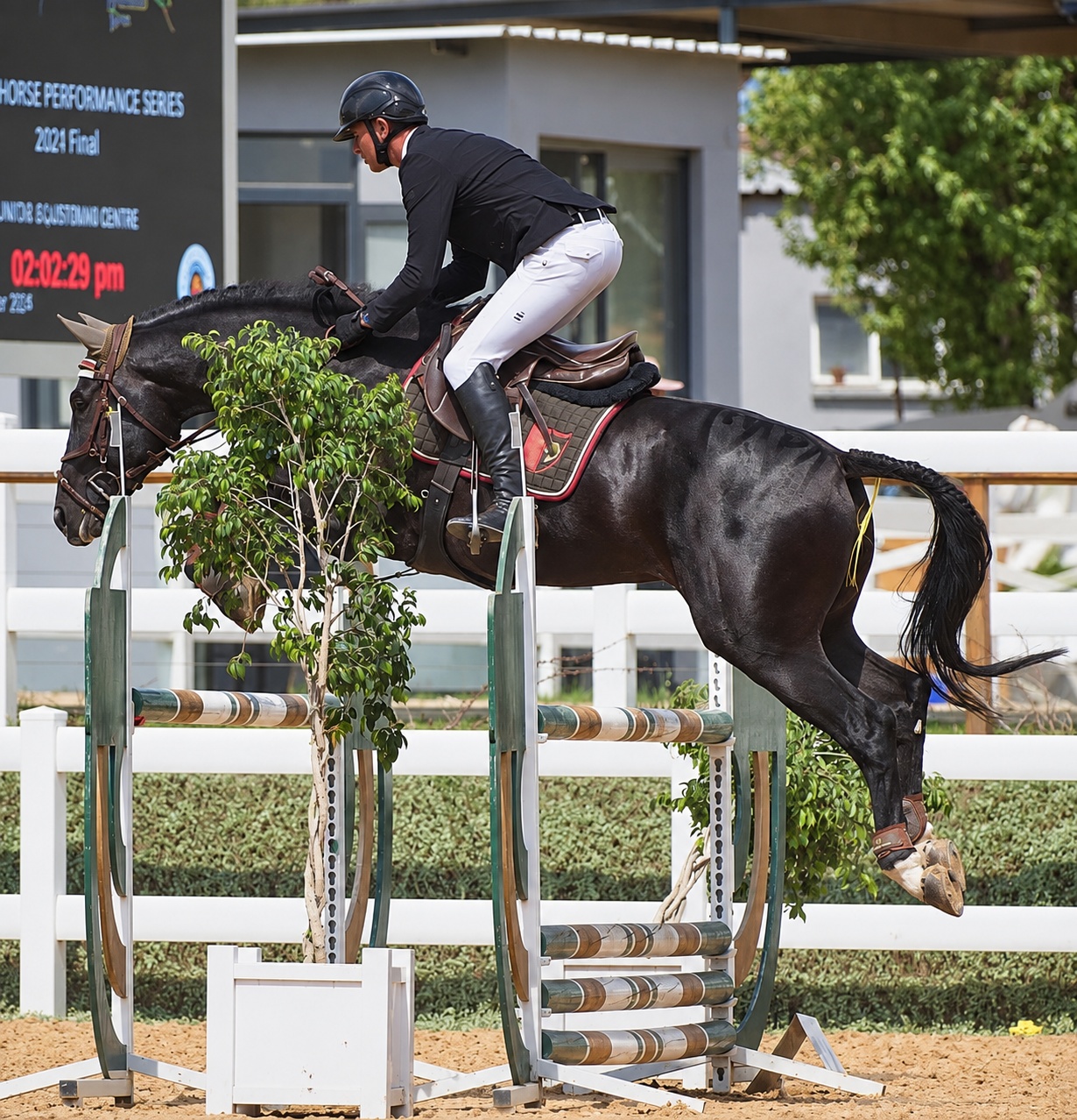 Showjumping a black horse over a tree fence