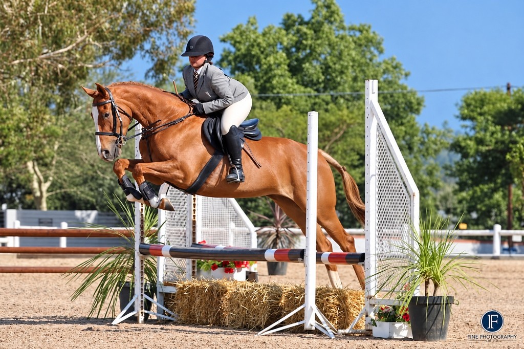 Showjumping a chestnut over a rustic fence