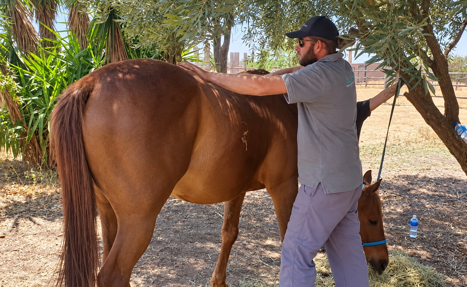 Wihan Ras of Soul Equine SA working with a horse